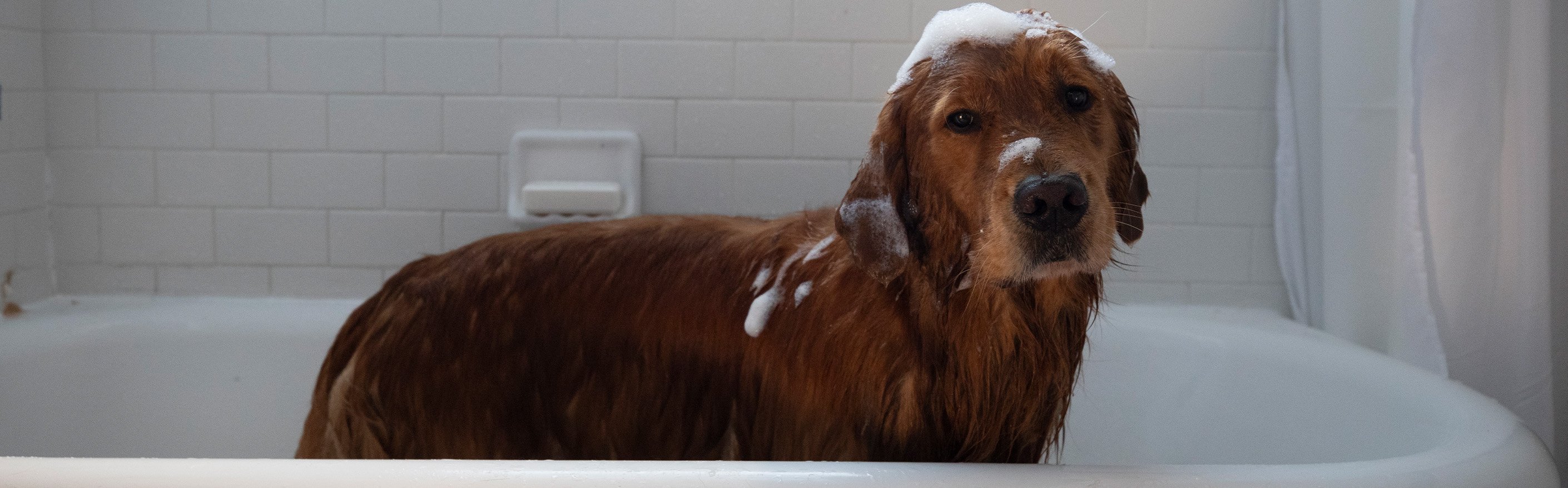 dog in bathtub